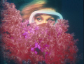 Red softcoral and a shediver 